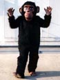 KG-03-10 チンパンジー